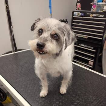 Bruno -  Mixed Breed Dog for Adoption in Allentown, Pennsylvania - Bruno | PetCurious