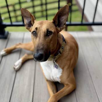 Hugo -  Bull Terrier and Doberman Pinscher Dog for Adoption in Manassas, Virginia - Hugo | PetCurious