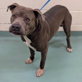 Moses -  Mixed Breed Dog for Adoption in Memphis, Tennessee - Moses | PetCurious