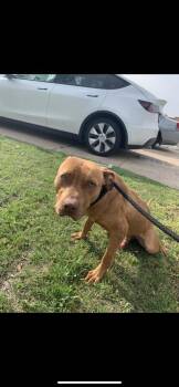 Rescue Terrier and Mixed Breed Dogs for Adoption in Fort Worth, Texas - Tony | PetCurious