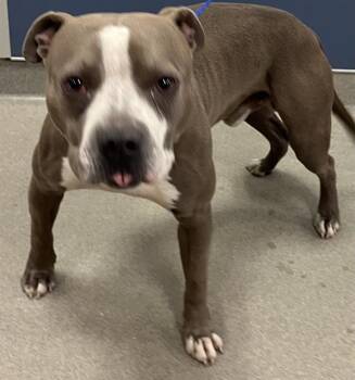 BEN -  Pit Bull Terrier Dog for Adoption in Doral, Florida - BEN | PetCurious