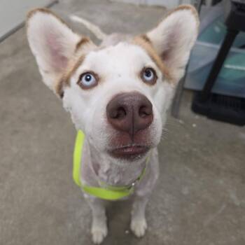 Clifford -  Husky Dog for Adoption in Emporia, Kansas - Clifford | PetCurious