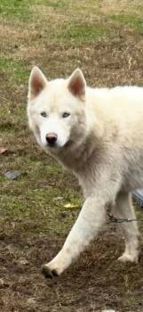 Rescue Husky Dogs for Adoption in Georgetown, Ohio - MashTater | PetCurious