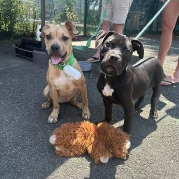 Sadie (tan) & Stella (black) -  Pit Bull Terrier Dog for Adoption in Lyndhurst, New Jersey - Sadie (tan) & Stella (black) | PetCurious