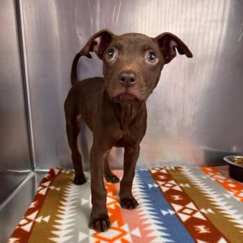 Garrett Graham -  Mixed Breed Dog for Adoption in Parkersburg, West Virginia - Garrett Graham | PetCurious