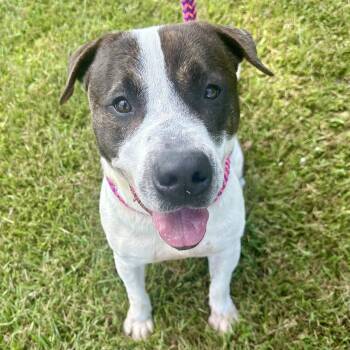 Rescue Pit Bull Terrier and Boxer Dogs for Adoption in Huntington, New York - Parker | PetCurious