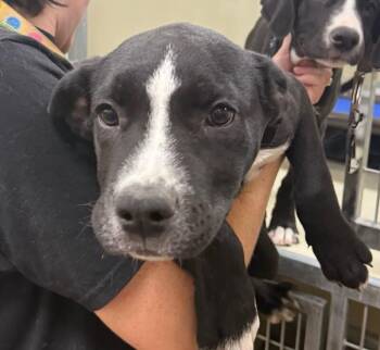 Rudy Ruettiger -  Mixed Breed Dog for Adoption in Fort Collins, Colorado - Rudy Ruettiger | PetCurious