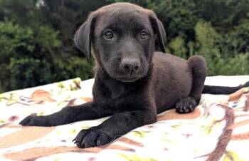 NOVA -  German Shepherd Dog Dog for Adoption in Fosters, Alabama - NOVA | PetCurious