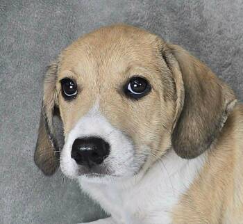 Ribot - FOSTER NEEDED -  Great Pyrenees and Hound Dog for Adoption in New York, New York - Ribot - FOSTER NEEDED | PetCurious
