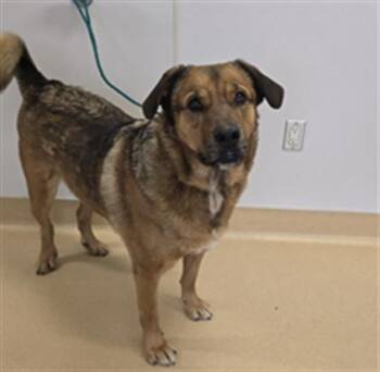 German Shepherd Dog Dogs Available for Adoption - HANS | PetCurious
