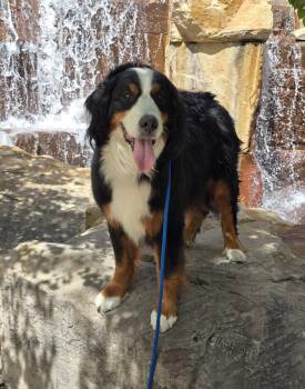 Bernese Mountain Dog Dogs Available for Adoption in Salt Lake City, Utah - Ososito | PetCurious