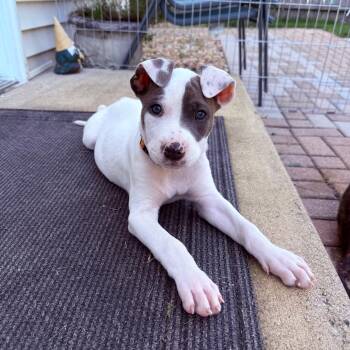 Pooh Bear -  Terrier Dog for Adoption in Plainfield, Illinois - Pooh Bear | PetCurious