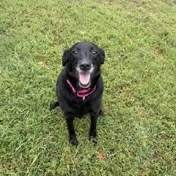 Mabel -  Labrador Retriever Dog for Adoption in Brockton, Massachusetts - Mabel | PetCurious