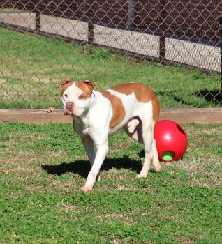 Pit Bull Terrier Dogs Available for Adoption - A120146 | PetCurious