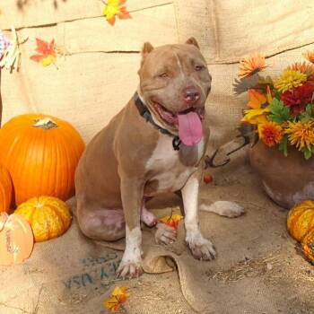 Rescue American Staffordshire Terrier and Shar Pei Dogs for Adoption in Brookeville, Maryland - Scooby | PetCurious