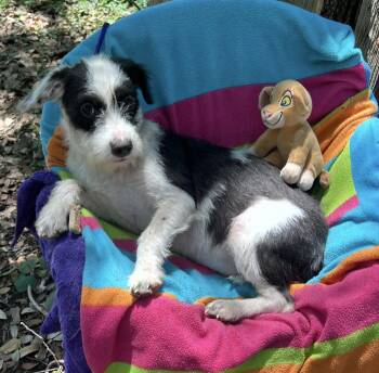 Schnauzer and Jack Russell Terrier Dogs Available for Adoption in Missouri City, Texas - Babbette MD14407-T | PetCurious