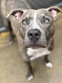 Pit Bull Terrier Dogs Available for Adoption in Chicago, Illinois - Daphne | PetCurious