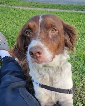 Brittany -  Mixed Breed Dog for Adoption in Montreal, Quebec - Brittany | PetCurious