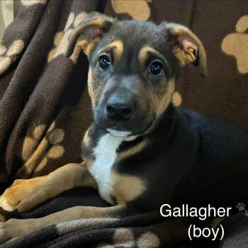 Mixed Breed Dogs Available for Adoption in Dekalb, Illinois - Gallagher | PetCurious
