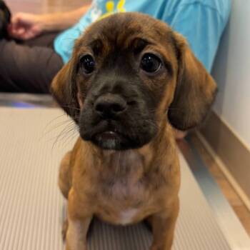 Brownie -  Mixed Breed Dog for Adoption in New York, New York - Brownie | PetCurious