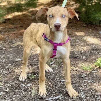 Tiggy -  Catahoula Leopard Dog Dog for Adoption in East Hampton, New York - Tiggy | PetCurious