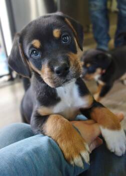 Rescue Beagle Dogs for Adoption in Newport, Kentucky - Honor | PetCurious