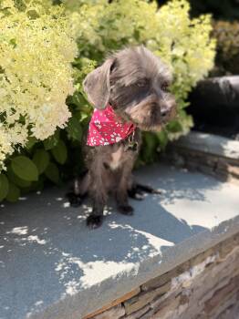 Ariel -  Schnoodle Dog for Adoption in Thornwood, New York - Ariel | PetCurious