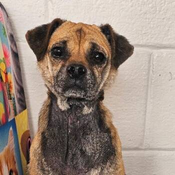 Pug and Mixed Breed Dogs Available for Adoption in Midland, Texas - Jeffy | PetCurious