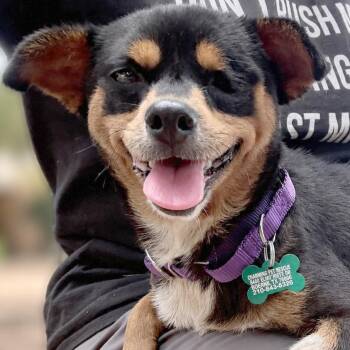 Veronica -  Chihuahua and Mixed Breed Dog for Adoption in Boerne, Texas - Veronica | PetCurious