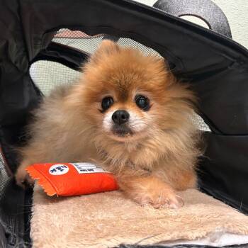 Pomeranian and Mixed Breed Dogs Available for Adoption in Woodinville, Washington - Loki | PetCurious