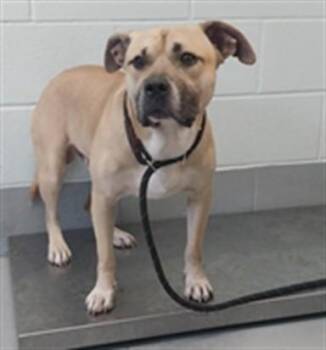 HONEY BUTTER BISCUITT -  Pit Bull Terrier Dog for Adoption in Corpus Christi, Texas - HONEY BUTTER BISCUITT | PetCurious