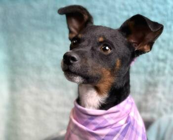 Rescue Chihuahua and Fox Terrier Dogs for Adoption in Hondo, Texas - Baisley | PetCurious
