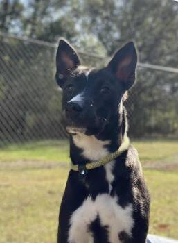 Rescue Mixed Breed Dogs for Adoption in Fairfield, New Jersey - Smokey | PetCurious