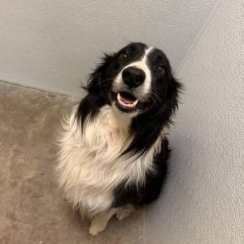 Wrangler -  Border Collie and Mixed Breed Dog for Adoption in Cody, Wyoming - Wrangler | PetCurious