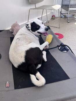 Maxx -  Terrier and Labrador Retriever Dog for Adoption in Kalamazoo, Michigan - Maxx | PetCurious