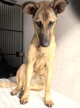 German Shepherd Dog and Mixed Breed Dogs Available for Adoption in Houston, Texas - A653191 | PetCurious