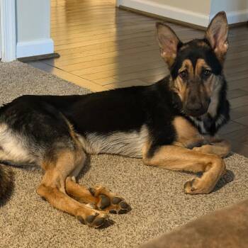 Luna -  German Shepherd Dog Dog for Adoption in Troy, Virginia - Luna | PetCurious