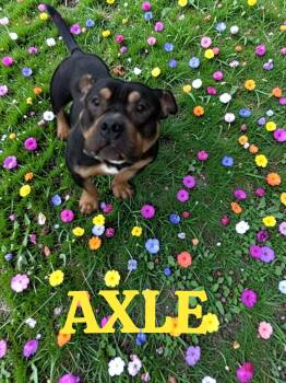 American Bully Dogs Available for Adoption in Taunton, Massachusetts - Axle | PetCurious