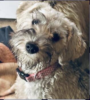 Miniature Schnauzer Dogs Available for Adoption in Huntington Beach, California - Mia | PetCurious