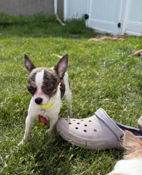 Connor -  Chihuahua Dog Available for Adoption in Grafton, Wisconsin - Connor | PetCurious