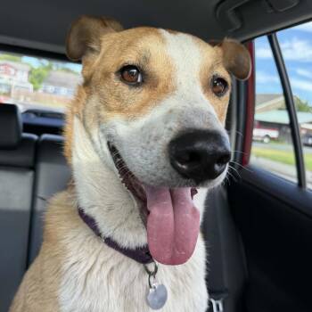 Jackpot -  Mixed Breed Dog for Adoption in Bellingham, Washington - Jackpot | PetCurious