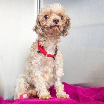 Poodle Dogs Available for Adoption in St. Louis, Missouri - KIA | PetCurious