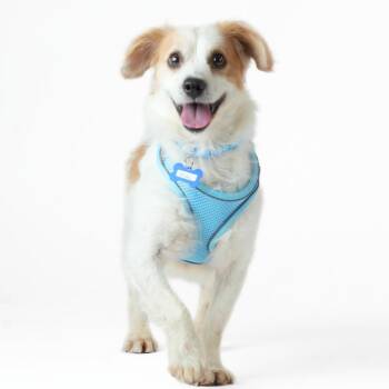 Papillon Dogs Available for Adoption in San Francisco, California - Pride 14107 | PetCurious