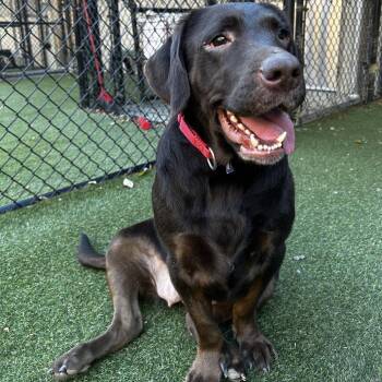Roxy -  Mixed Breed Dog for Adoption in Asheville, North Carolina - Roxy | PetCurious