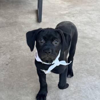 Cane Corso Dogs Available for Adoption in San Antonio, Texas - Maria | PetCurious
