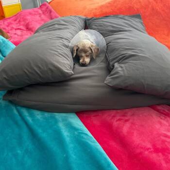 Herman Miller 14420 -  Poodle Dog for Adoption in San Francisco, California - Herman Miller 14420 | PetCurious