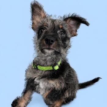 Carl -  Australian Shepherd Dog for Adoption in Monticello, Iowa - Carl | PetCurious