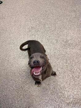 Grey -  Pit Bull Terrier and Mixed Breed Dog for Adoption in Blountville, Tennessee - Grey | PetCurious
