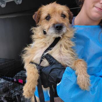 Chub Stephens -  Jack Russell Terrier and Mixed Breed Dog for Adoption in Loxahatchee Groves, Florida - Chub Stephens | PetCurious
