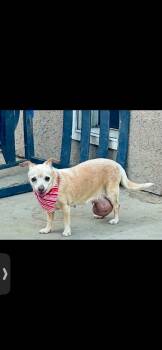 PHOEBE -  Chihuahua Dog for Adoption in Surrey, British Columbia - PHOEBE | PetCurious